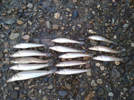 渋いキスの反応